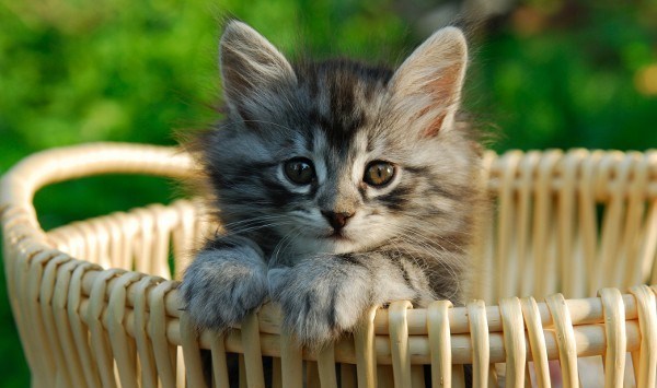 #Uberkittens: Uber brings kitten delivery to the workplace to Australia